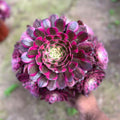 Aeonium 'Garnet White Brocade' Variegata - Extra-Large 8"-10" Mature Succulent - Established Collector Plant