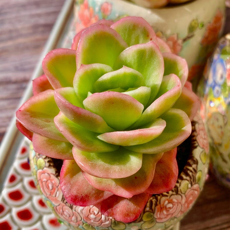 Echeveria 'Ice Rose' Variegated Naturally Approx. 3–3.5 inches in Diameter