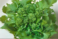 Broccoli Raab Seeds, Italian Heirloom, Fast-Growing Greens, Rapini, Brassica rapa subsp. rapa, Leafy Vegetable, 150 Pack