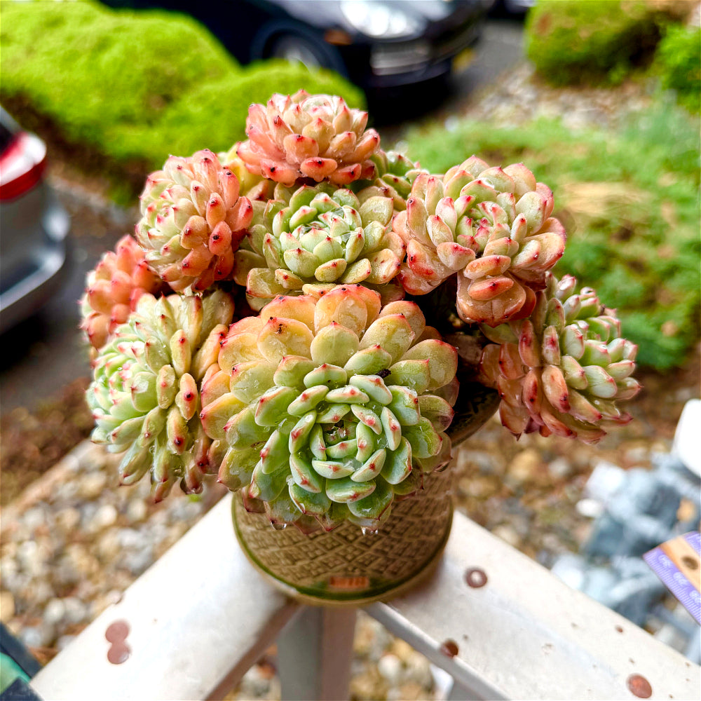 Echeveria 'Rosy Glow' - 6.5"-7" Collector Plant - Rare Live Succulent Only One Available - Exact Plant Shown WYSIWYG