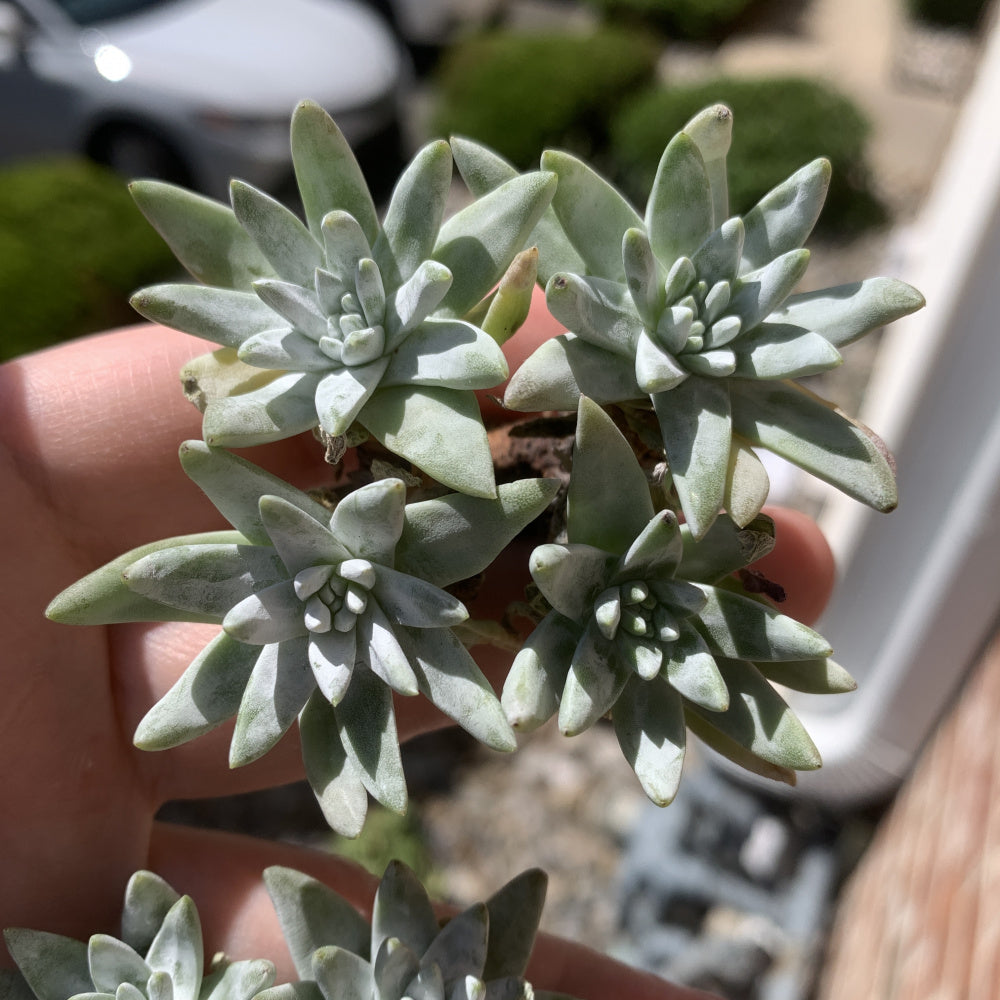 Dudleya gnoma S.W.McCabe - Single Diameter Approx. 2"-2.5"
