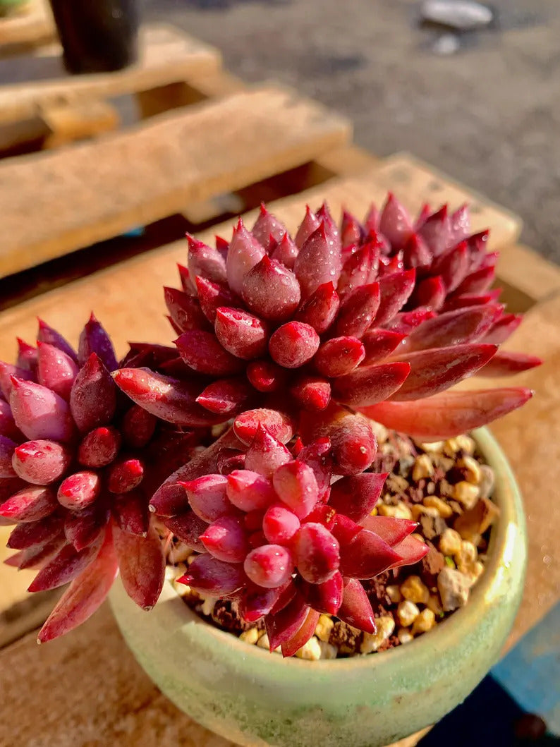 2512-016 Echeveria 'Cherry' - What You See is What You Get Living Plant- Boutique Rare Succulents