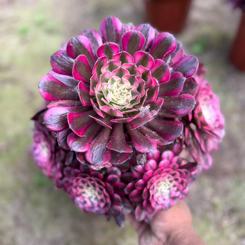 Aeonium 'Garnet White Brocade' Variegata - Extra-Large 8"-10" Mature Succulent - Established Collector Plant