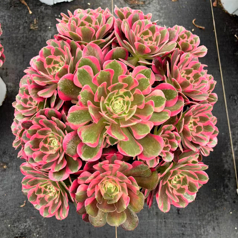 Aeonium 'Pink Lady' - Extra-Large Approx. 12" - Known For Its Watercolor-like Rosettes