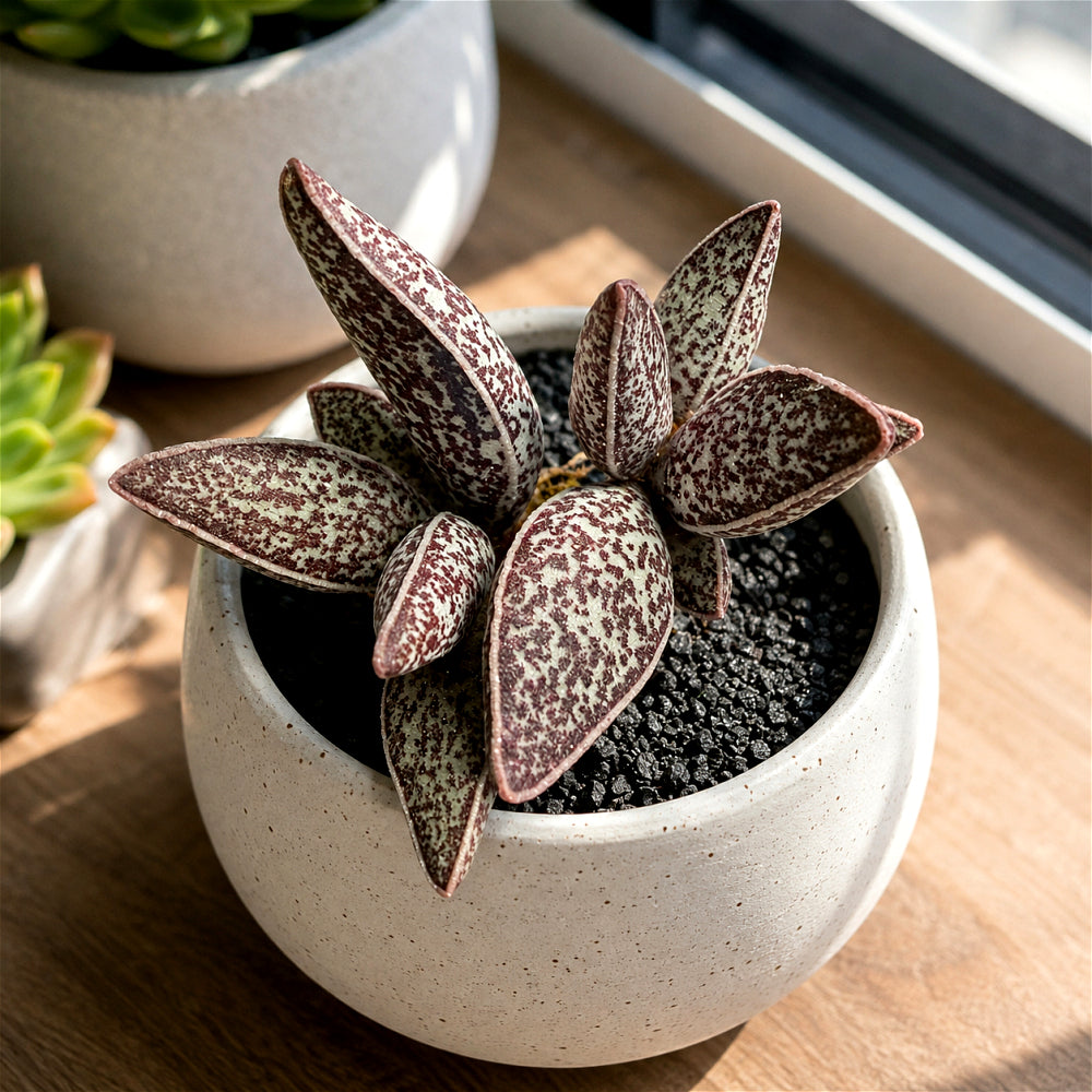 Adromischus Marianae 'Huaji-Lengye' 2"-2.5" Bare Root Live Rare Succulent | Rare Warty Water Drop Plant | Gifts for Succulent Lovers