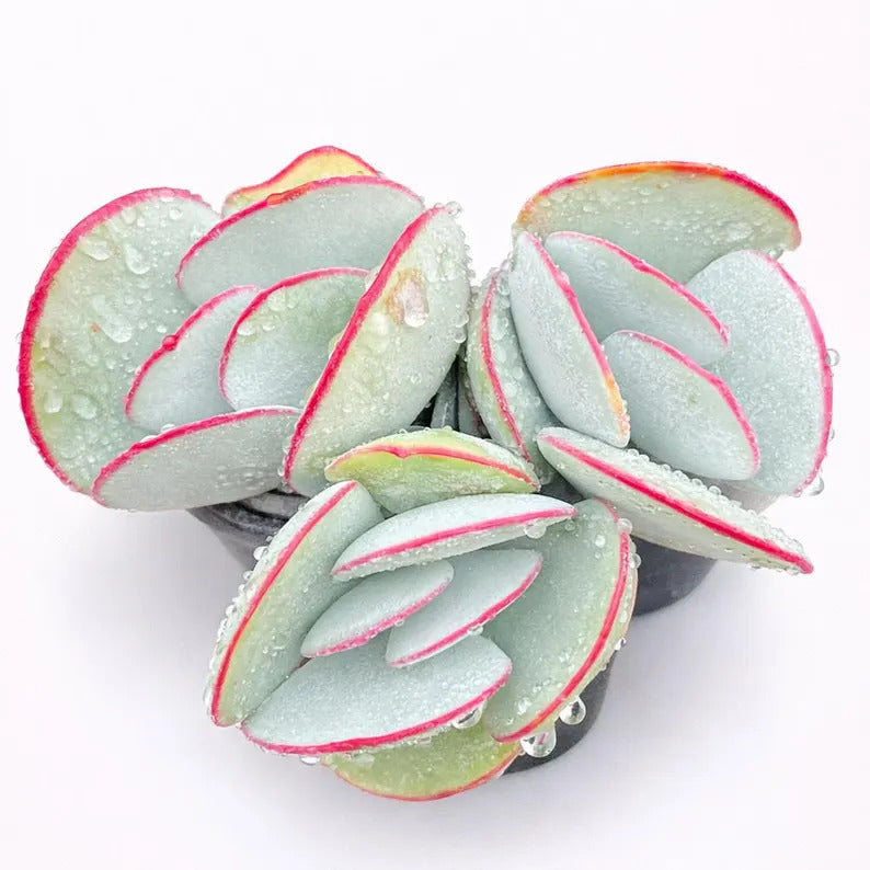 Cotyledon Orbiculata 'Hakubi' Approx. 3–3.5 inches in Diameter