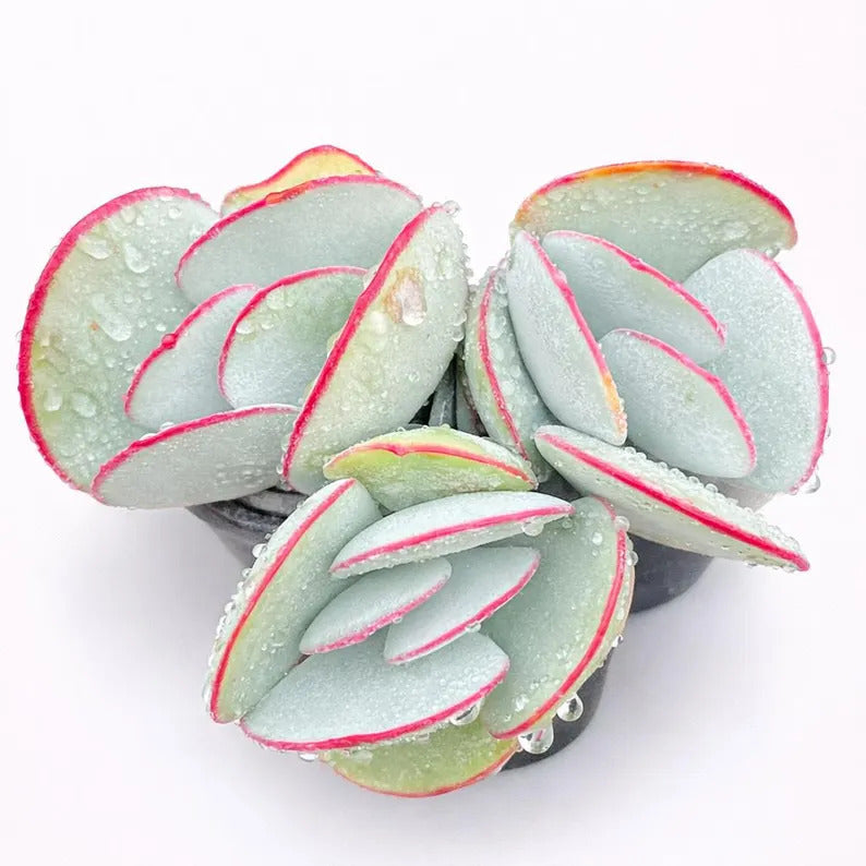 Cotyledon Orbiculata 'Hakubi' Approx. 1.5" in Diameter