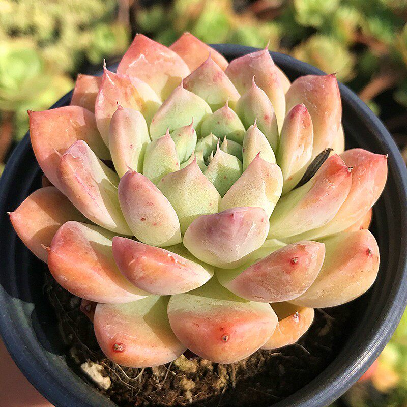 Echeveria ‘Alba Beauty’ Live Succulent | Rosette Echeveria Plant for Desk, Shelf & Minimalist Home Decor