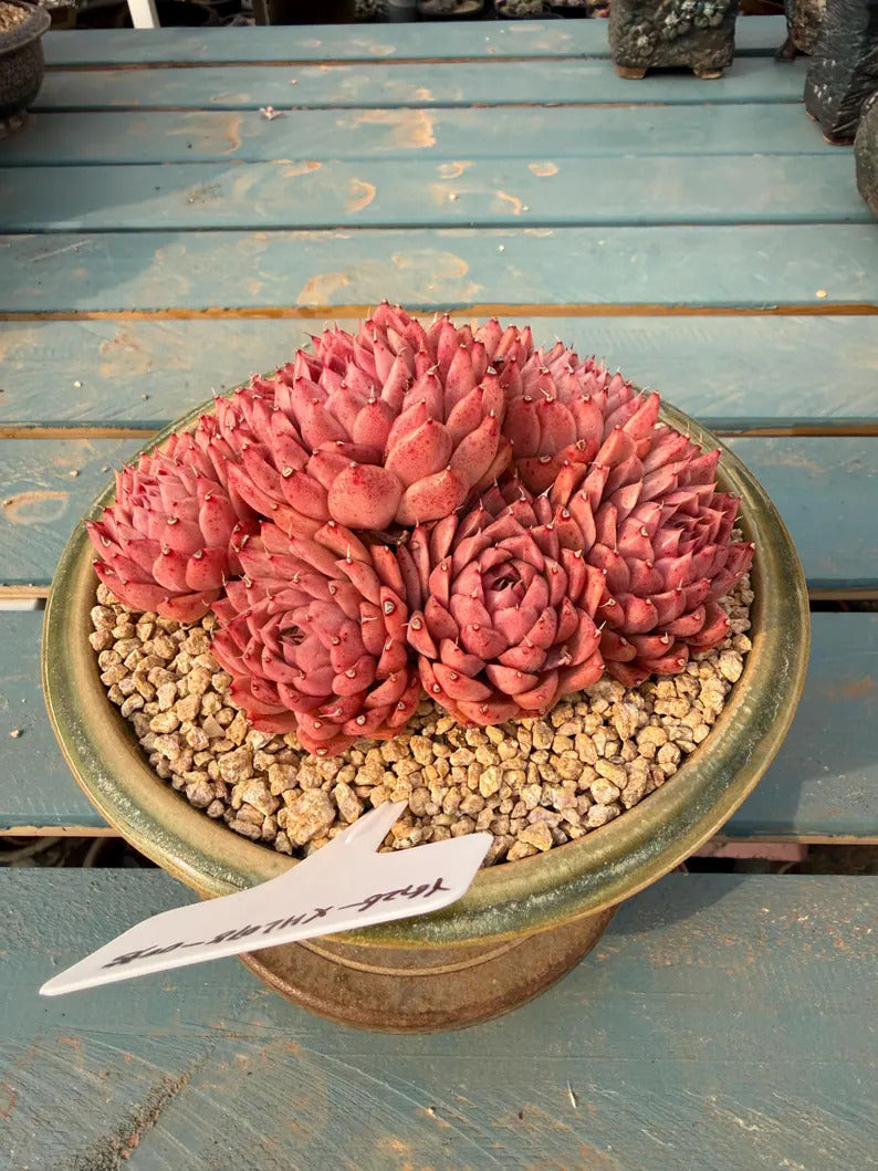 Plant ID: XHL078-0035 WYSIWYG Living Plant --❀ Echeveria 'Conch' 3.5-Year-Old Stage ❀–- Rare Multi-Head Clump-forming Succulent