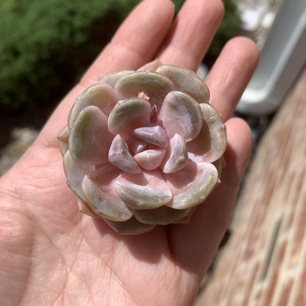 Echeveria 'Teddy Bear Burger' - Single Diameter Approx. 2"-2.5"