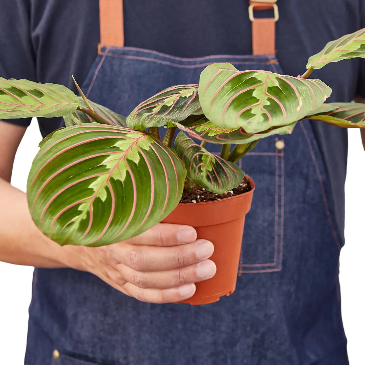 Red Maranta Prayer Plant