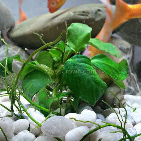 Assorted Anubias Plant Pack (3 or 5 Bare Root Plants)