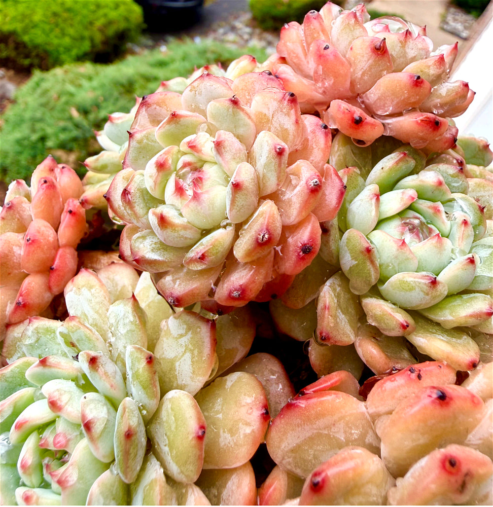 Echeveria 'Rosy Glow' - 6.5"-7" Collector Plant - Rare Live Succulent Only One Available - Exact Plant Shown WYSIWYG