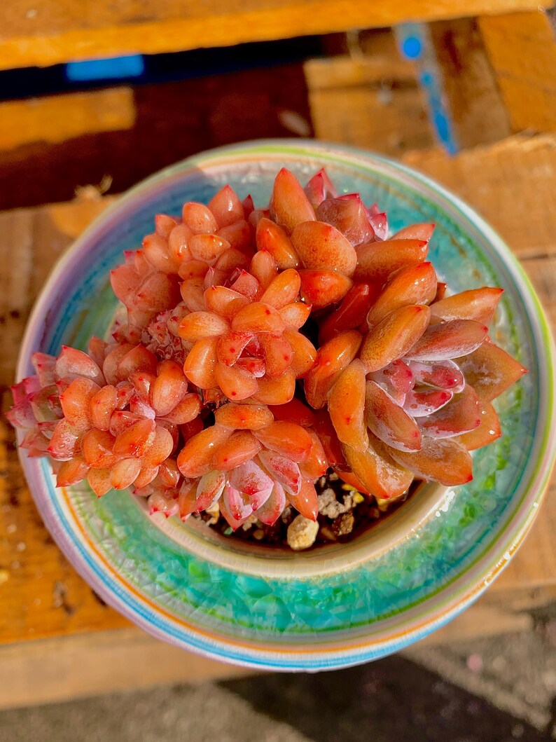 Rare Echeveria ‘Orange Monroe’ Succulent Plant | What You See is What You Get | Boutique Live Succulent | Bare Root 2512-036