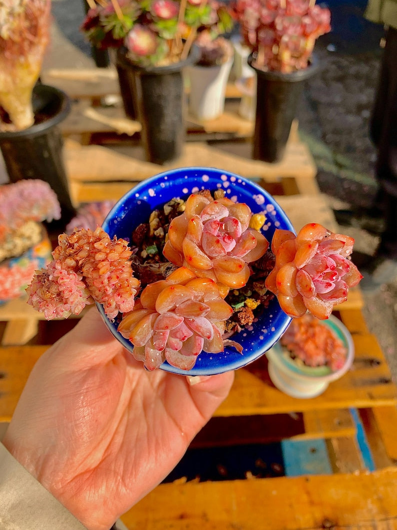 2512-038 Boutique Rare Succulents/Echeveria Orange Monroe/What You See is What You Get /Bare Root Without Soil Pot/Plants Gifts