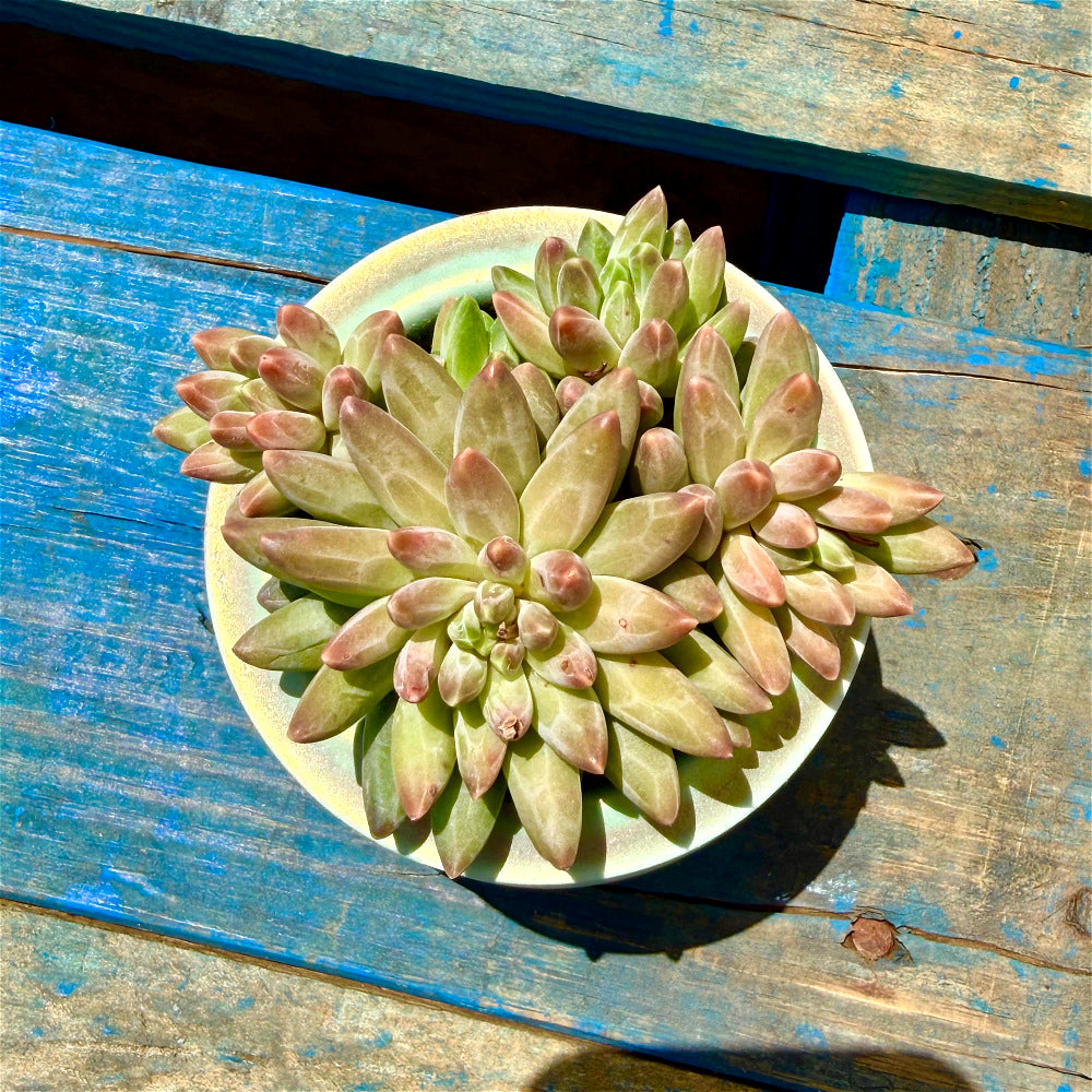 Echeveria 'Icarus' Cluster 3"-3.5" Diameter