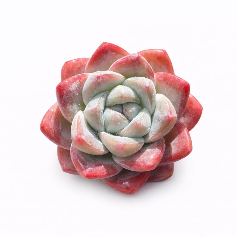 Echeveria 'Ice Green' Single-headed Approx. 2.5 inches in Diameter