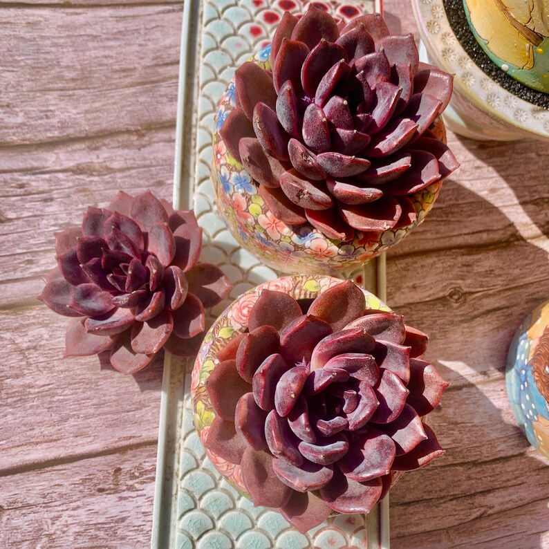 Father's Day Gift: Echeveria 'Black Mamba' - Rare and Striking Succulent - “The Mamba Mentality” is like Los Angeles at 4 a.m.
