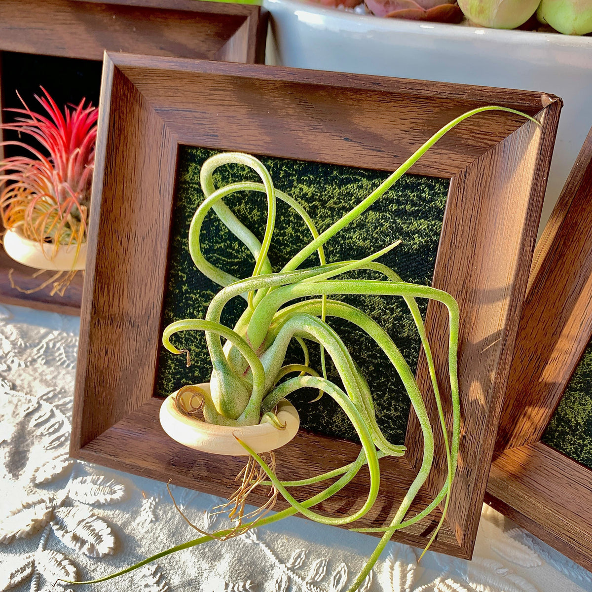 Air Plant - Tillandsia 'Medusa' - With 4-inch Wooden Photo Frame