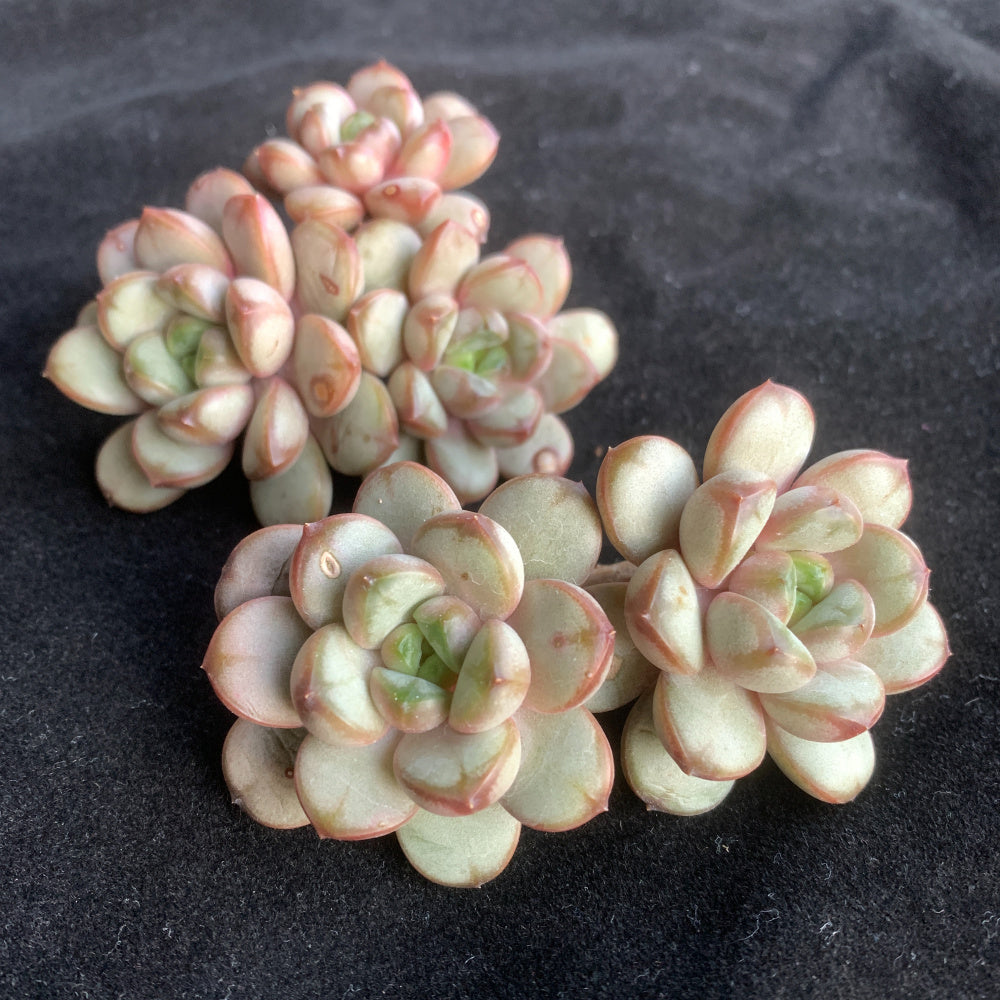 Highly Valued Succulent - Echeveria 'Champagne Grapes' - "Bubbly" Appearance Grape-like Cluster