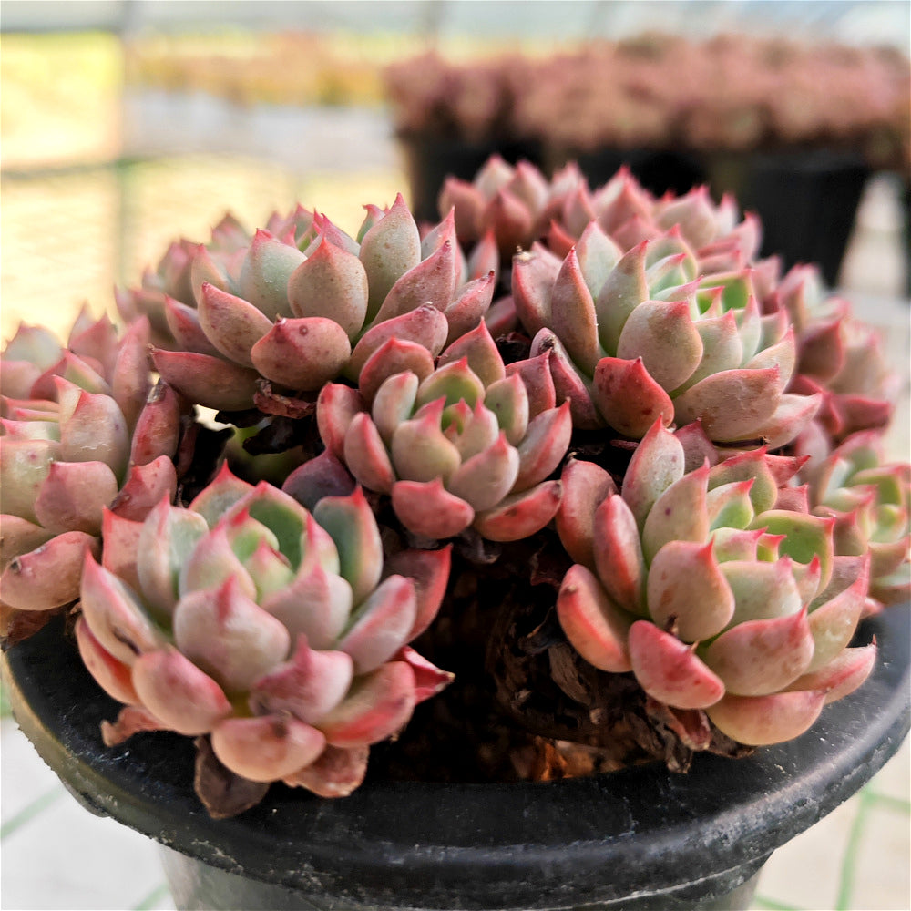 Echeveria 'Nana Hook' Multi-head Cluster - Approx. 8"-10" in Diameter