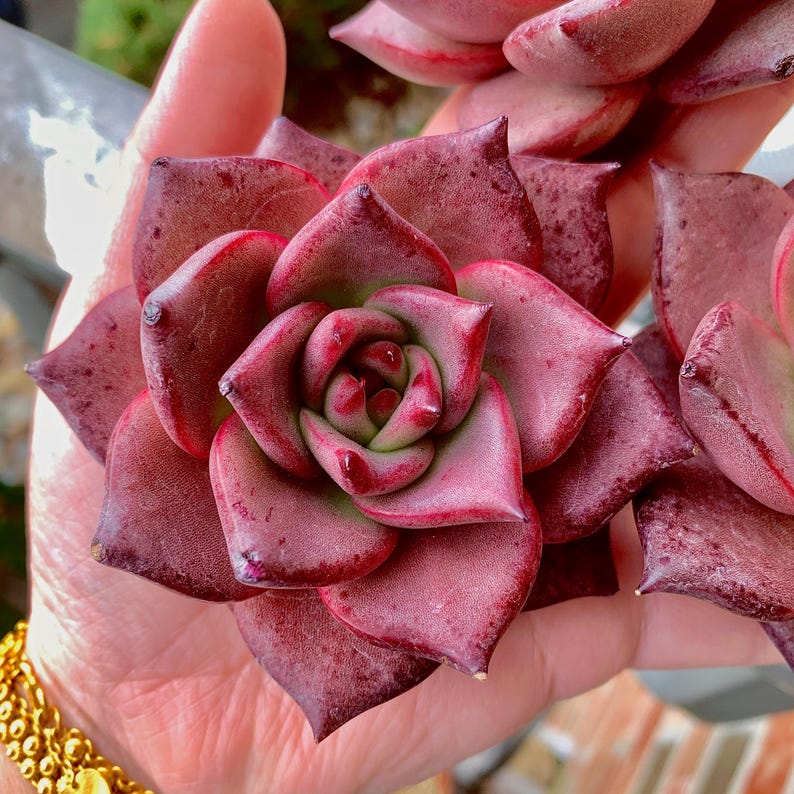 Echeveria Agavoides 'Romeo' 3"-3.5" Boutique Single-plant Succulent - Known For Its Star-shaped Rose-like Form