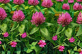 Red Clover Seeds 100 Pack – Trifolium pratense Pollinator Cover Crop Nitrogen Fixer for Soil Improvement