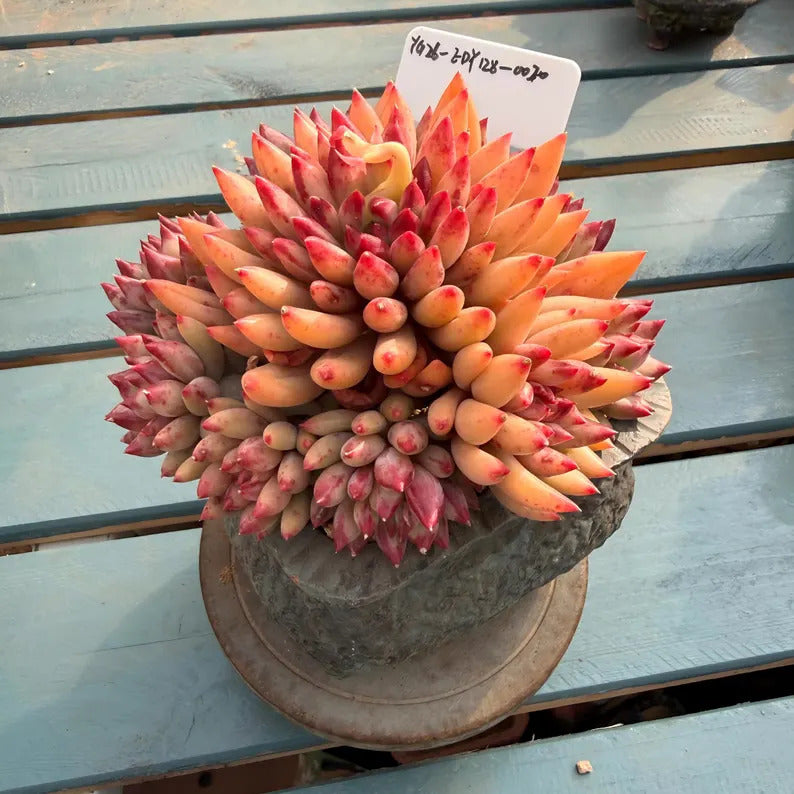 4-years Stage Rare Succulent No. EDY128-0020, Echeveria  ’Pink Cherry' Gen 2, Boutique 4.3" Big WYSIWYG Living Succulent