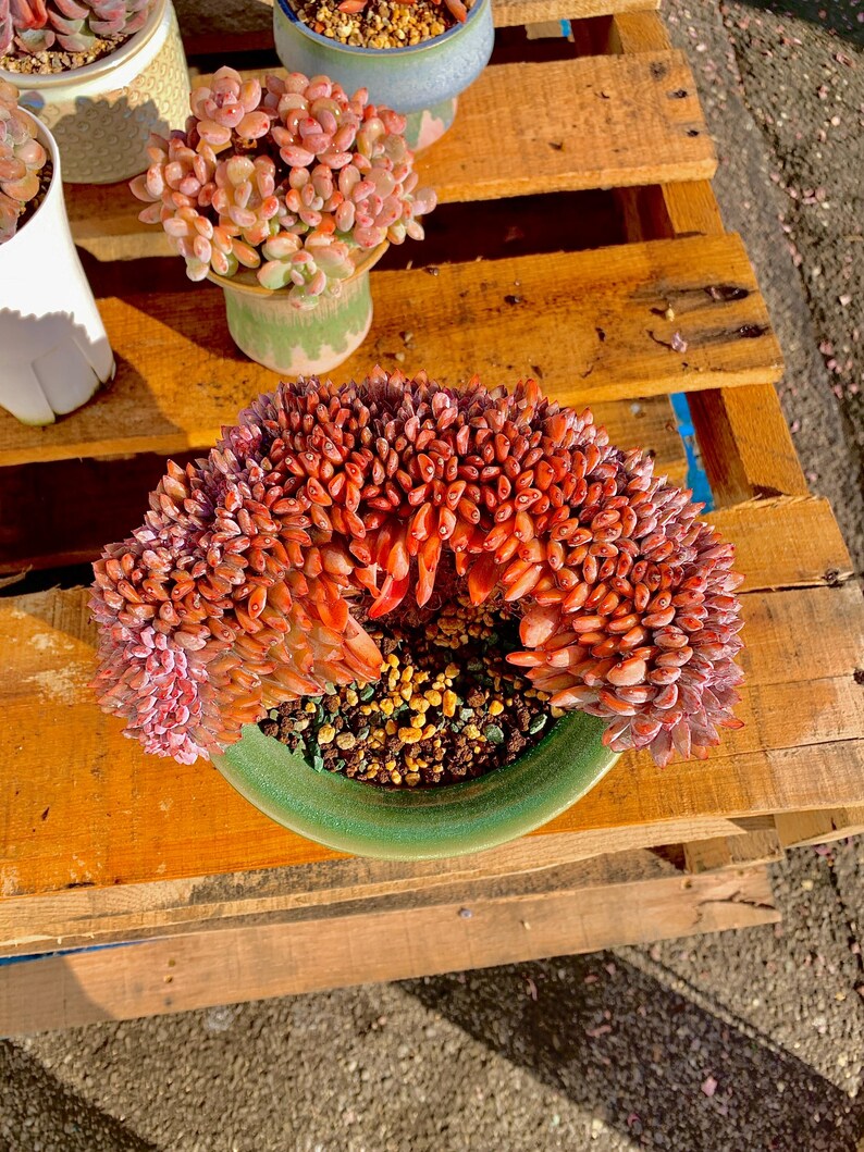 Rare Echeveria ‘Orange Monroe’ Succulent Plant | Boutique Live Succulent | What You See is What You Get | Bare Root 2512-043