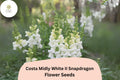 Costa Midly White II Snapdragon Seeds - 1000+ Antirrhinum majus Seeds for Elegant White Blooms