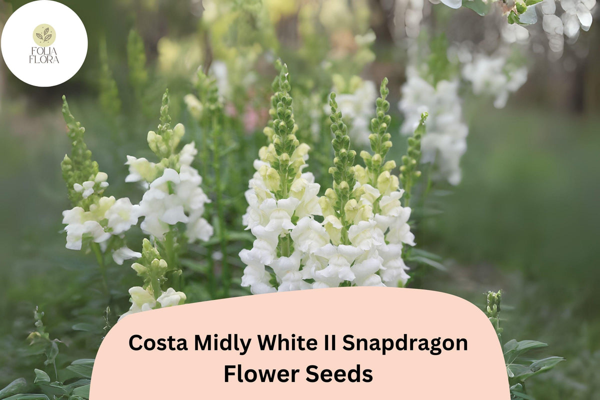 Costa Midly White II Snapdragon Seeds - 1000+ Antirrhinum majus Seeds for Elegant White Blooms