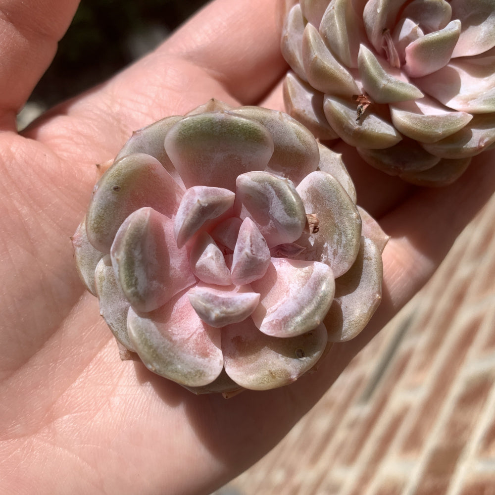 Echeveria 'Teddy Bear Burger' - Single Diameter Approx. 2"-2.5"
