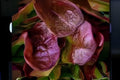 700 Rouge De Hiver Red Romaine Lettuce Seeds, Heirloom, Cold Hardy, Deep Red-Green Leaves, Lactuca sativa, Salad Greens, Garden & Container