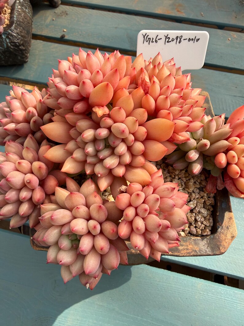 Exact Plant Shown Echeveria 'Yanzi' Rare Live Succulent | 4-Year Grown-up 6.3-inch Big Collector Plant Only One - No. YZ098-0010