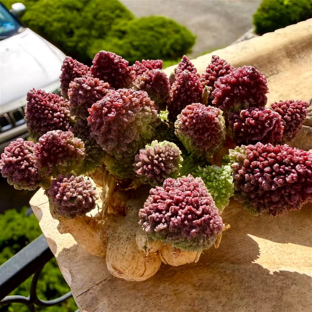 Collector Favorites Succulent - Adromischus Marianiae var. Herrei - Rare Incredible Bumpy Textures And Variations In Color