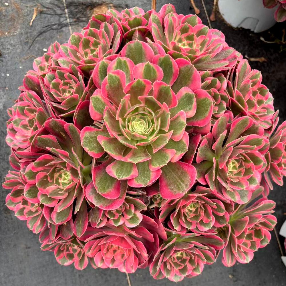 Aeonium 'Pink Lady' - Extra-Large Approx. 12" - Known For Its Watercolor-like Rosettes