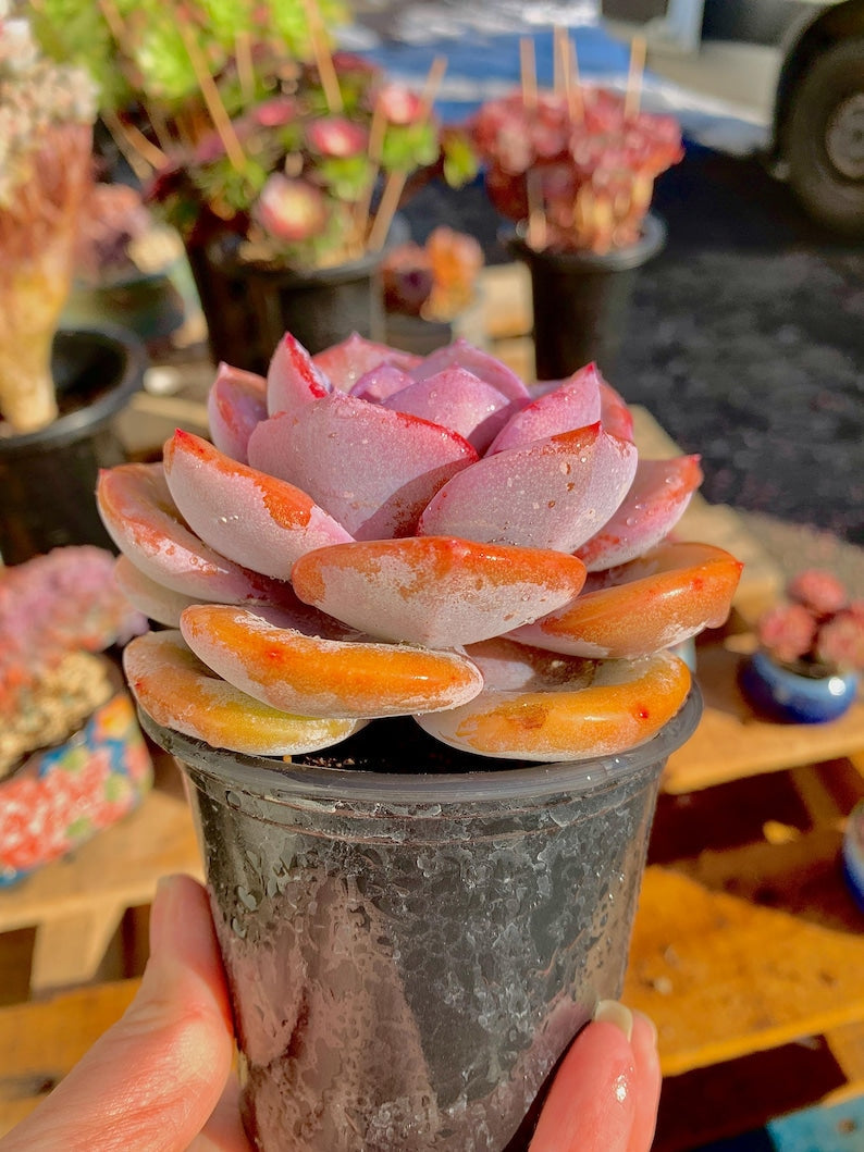 2512-047 Boutique Big Rare Succulents/Echeveria Cream Tea /What You See is What You Get/Bare Root Without Soil Pot/Plants Gifts