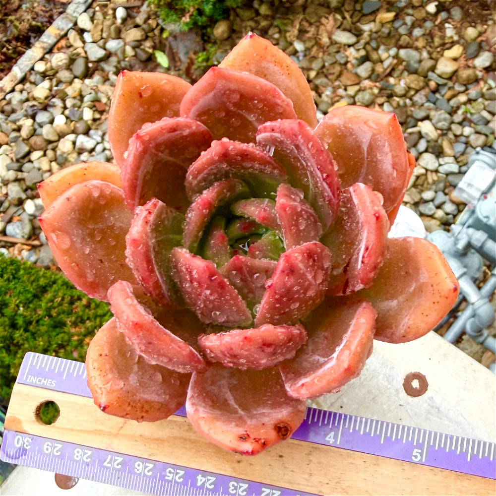 Rare Echeveria 'Wine Champagne' 4.5"-5" Boutique Succulent - 1 of 1 WYSIWYG Live Plant - Exact Plant Shown