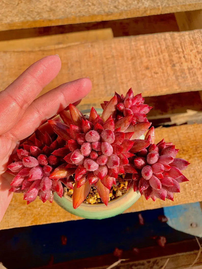 2512-016 Echeveria 'Cherry' - What You See is What You Get Living Plant- Boutique Rare Succulents
