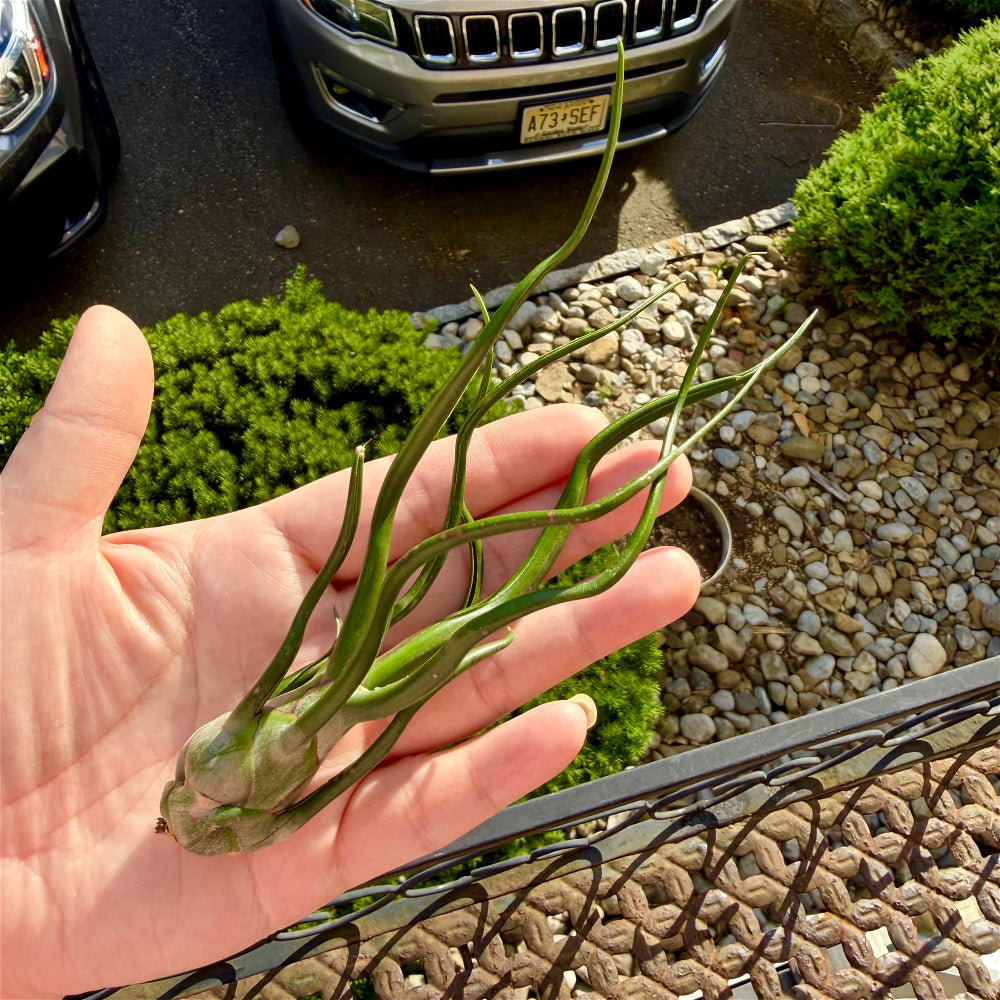 Tillandsia Bulbosa - Optional With Photo Frame