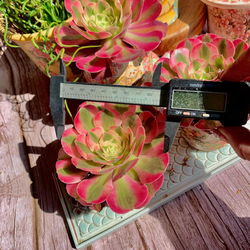 Aeonium 'Pink Witch' - Sought-after Colorful Addition to Collection