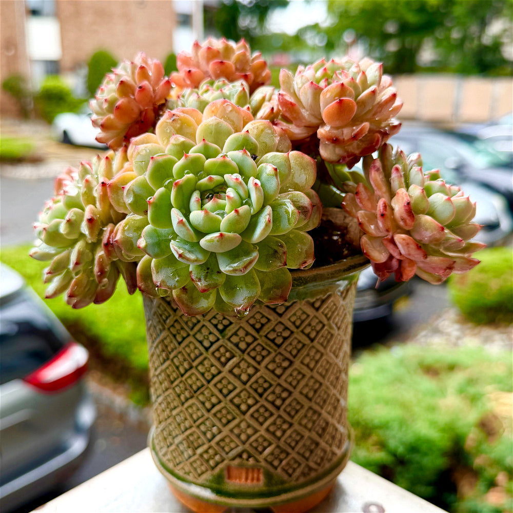 Echeveria 'Rosy Glow' - 6.5"-7" Collector Plant - Rare Live Succulent Only One Available - Exact Plant Shown WYSIWYG
