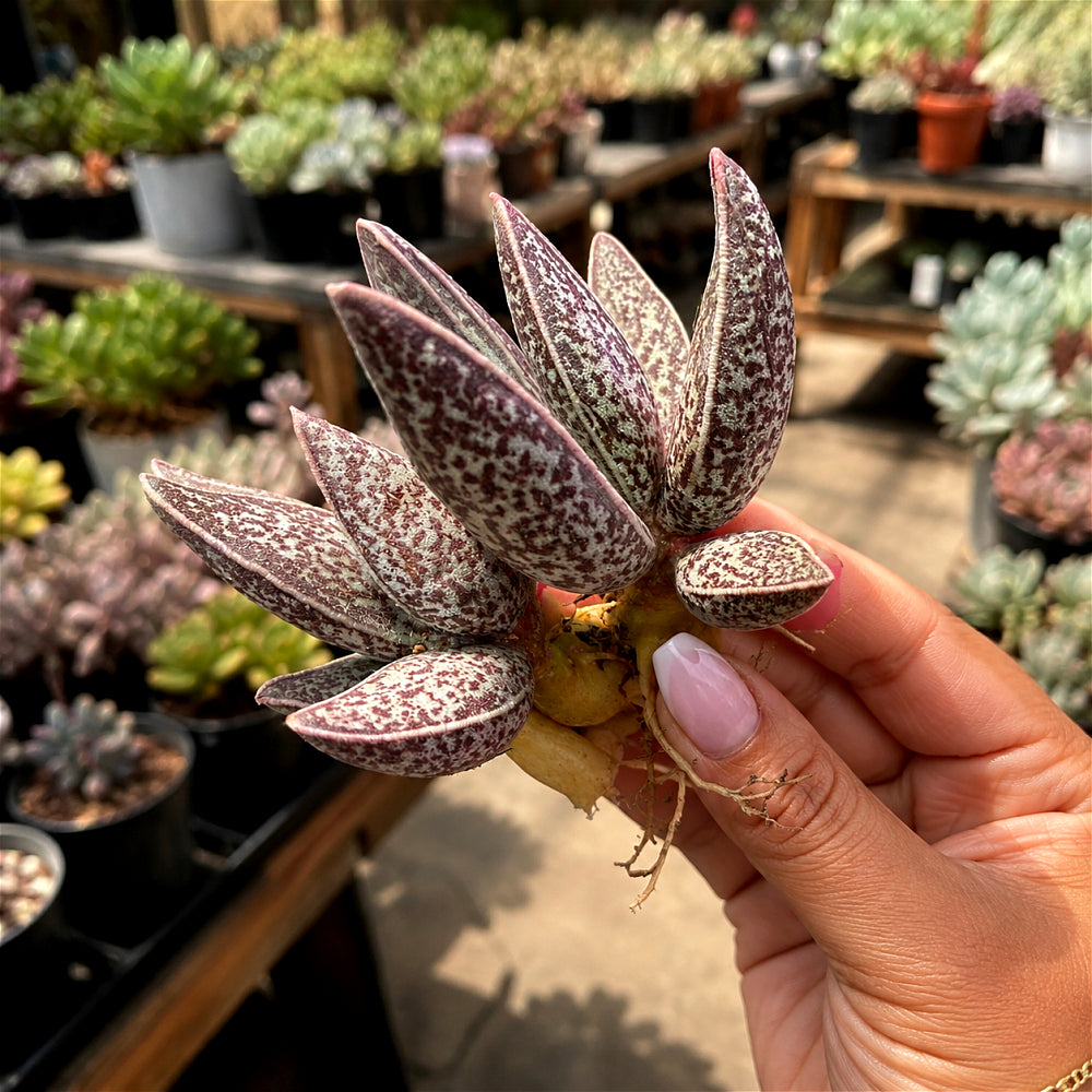 Adromischus Marianae 'Huaji-Lengye' 2"-2.5" Bare Root Live Rare Succulent | Rare Warty Water Drop Plant | Gifts for Succulent Lovers