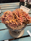 THY158-0018 Rare Echeveria 'Peach Blossom Spring' – Exact Plant Shown Live Collector Succulent – One of a Kind