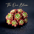 Echeveria 'Nana Hook' Multi-head Cluster - Approx. 8"-10" in Diameter