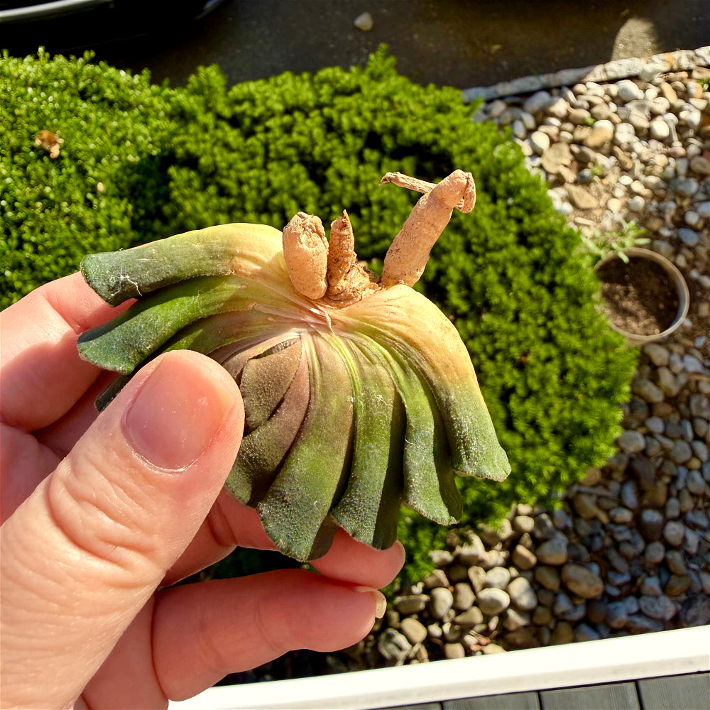 Haworthia Truncata