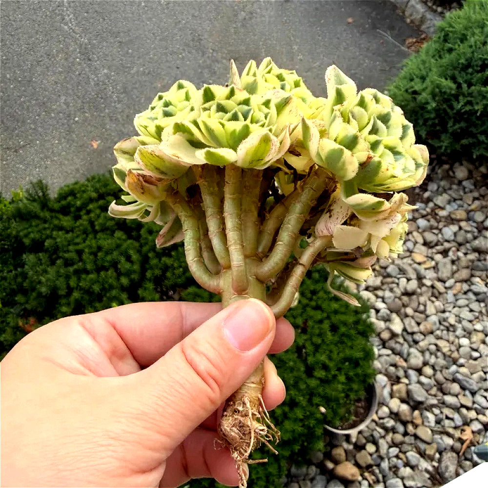 Luxury Rare Small-Bouquet-Style Succulent - Aeonium 'Maybach' Variegata Cluster - Perfect As Wedding Favors or Indoor Decor