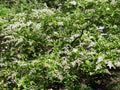 20 Chinese Privet Hedge Cuttings – Ligustrum sinense, Fast-Growing Privacy Bush, Unrooted Starts for Landscaping & Propagation