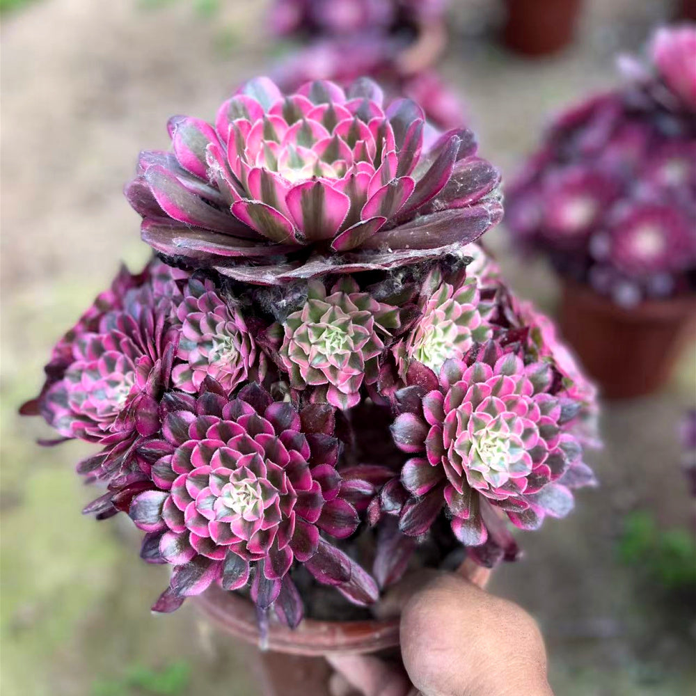Aeonium 'Garnet White Brocade' Variegata - Extra-Large 8"-10" Mature Succulent - Established Collector Plant
