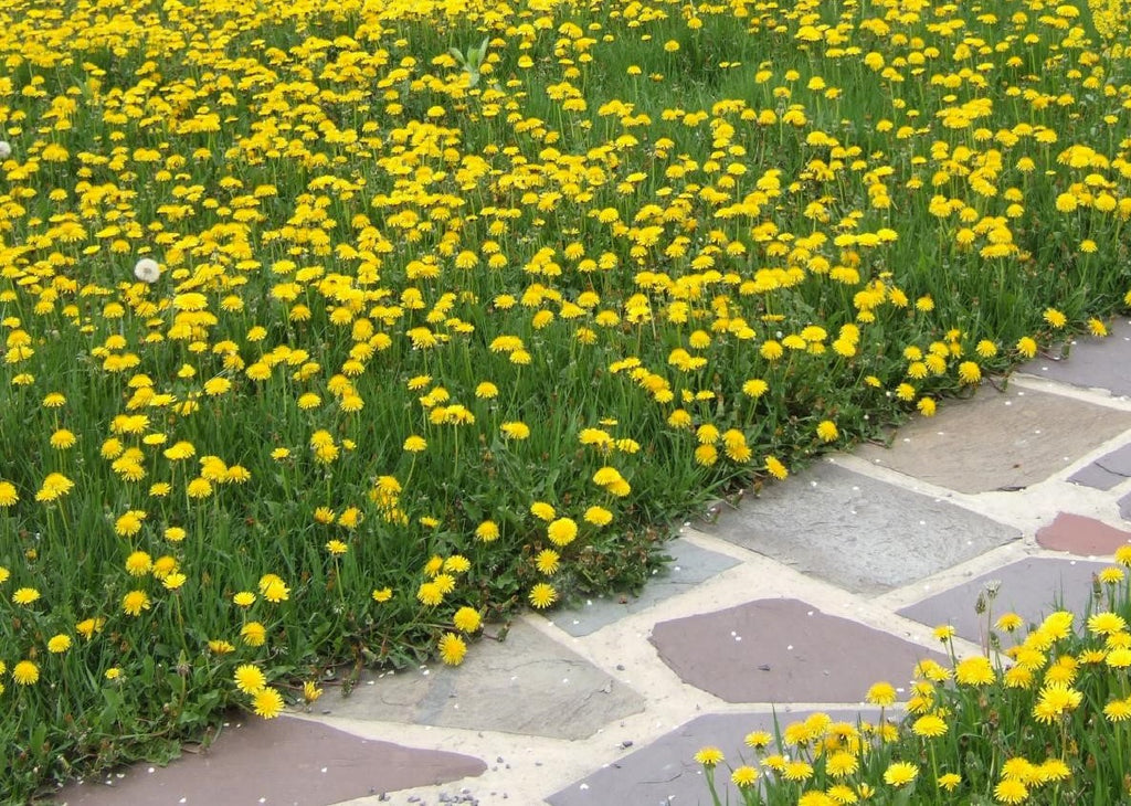 DandiLawn™ Dandelion Lawn Mix | Low-Growing, Pollinator-Friendly, No-Mow Lawn